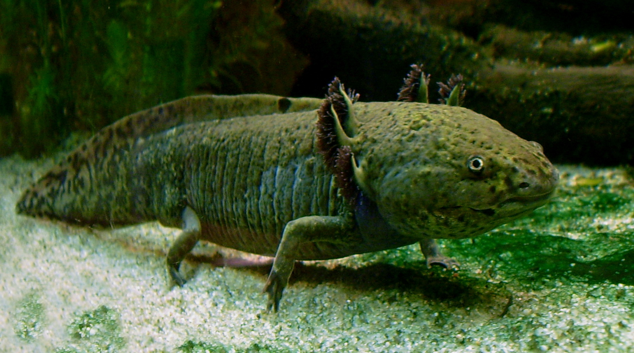 axolotl_ganz