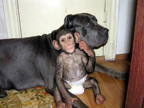 chimpanzee-mastiff-dog-friends-10