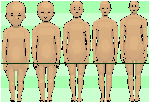 human_development_neoteny_body_and_head_proportions_pedomorphy_maturation_aging_growth