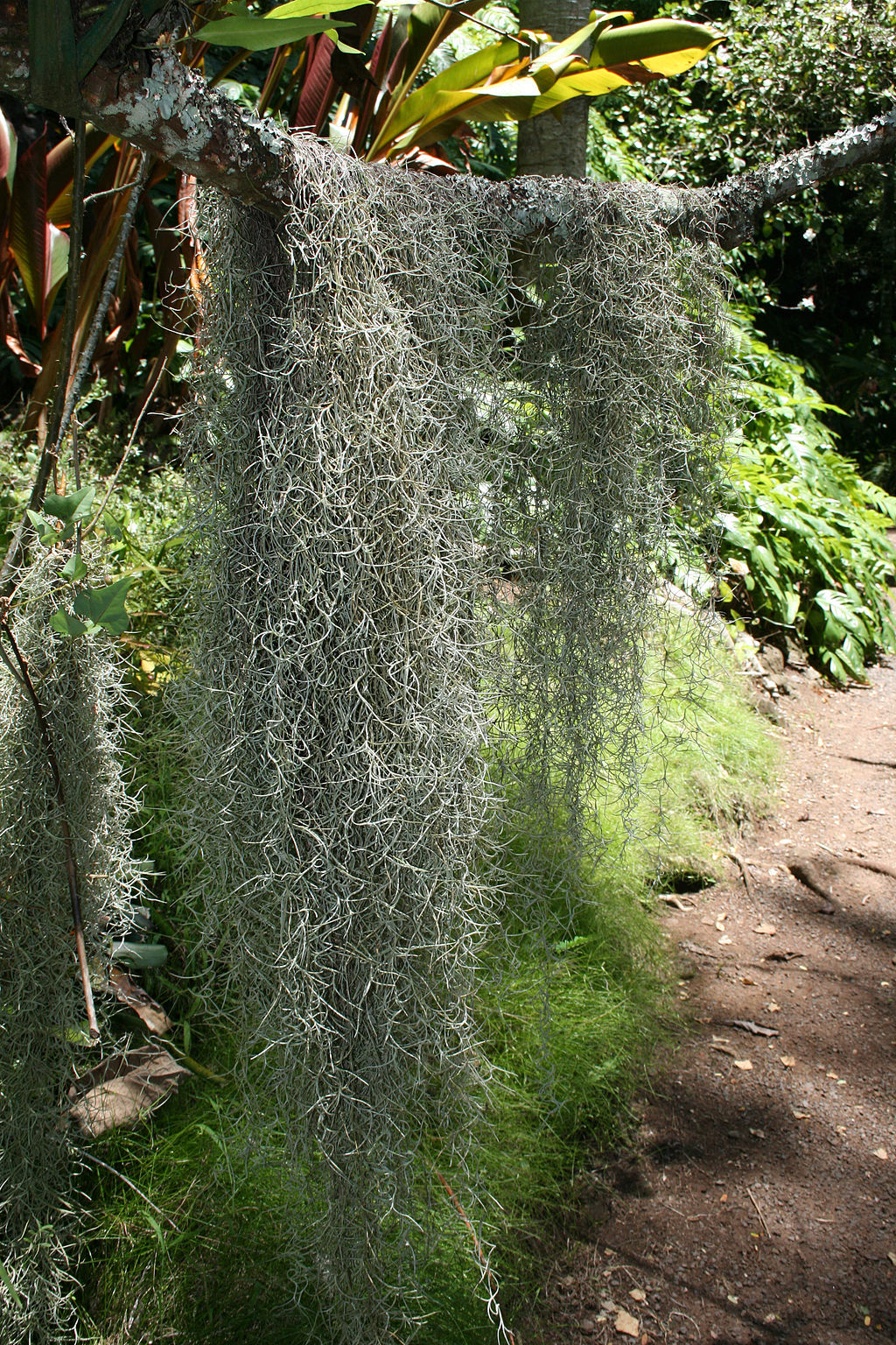 1024px-Spanish_moss_at_the_Mcbryde_Garden_in_hawaii